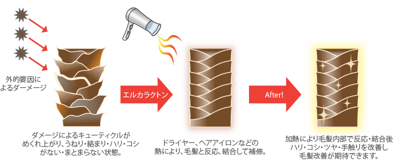 髪への吸着、髪への浸透、髪内部での膨張